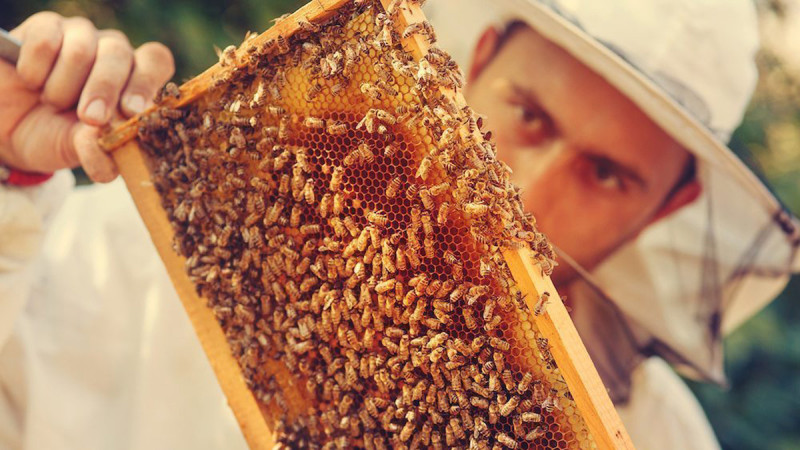Imagen: 1.salvemos-a-las-abejas.jpg